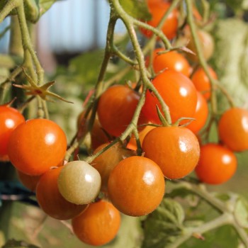 Tomate Golda (Samen)