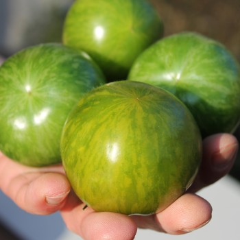 Tomate Green Zebra (Samen)