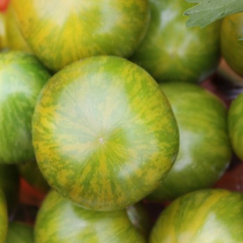 Tomate Green Zebra (Samen)