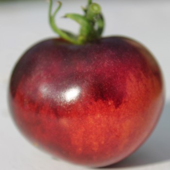 Tomate Indigo Rose (Samen)