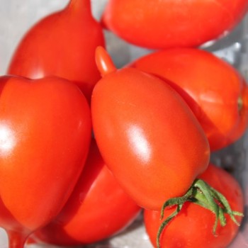 Tomate Legenda Tarasenko (Multiflora)  (Samen)