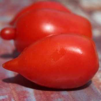 Tomate Legenda Tarasenko (Multiflora)  (Samen)