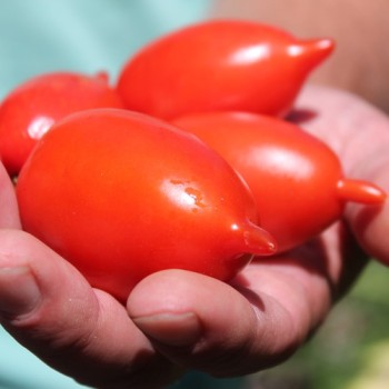 Tomate Legenda Tarasenko (Multiflora)  (Samen)