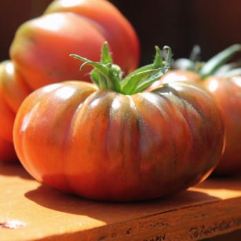 Deaflora - Tomate Purple Calabash (Samen)