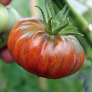 Tomate Purple Calabash 5 Samen SAFTIG und FEIN!
