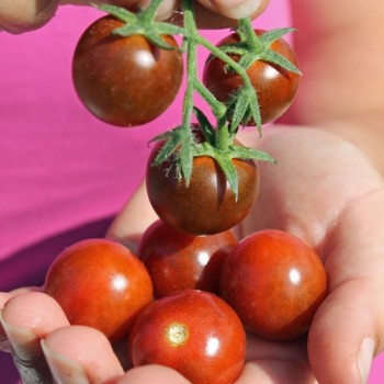 Tomate Schokoladenperle (Samen)