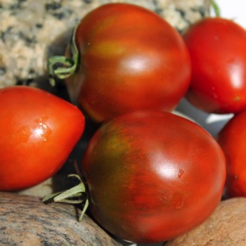 Tomate Schwarze Swetlana (Samen)
