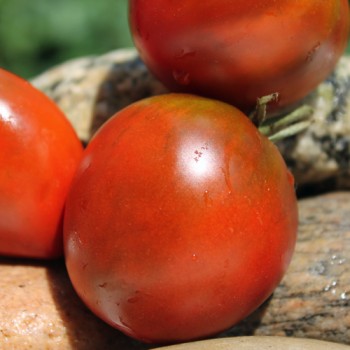 Tomate Schwarze Swetlana (Samen)