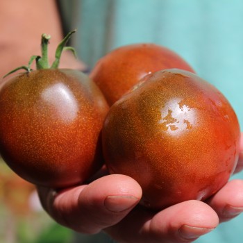 Tomate Schwarze Swetlana (Samen)