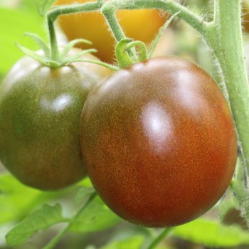 Tomate Schwarze Swetlana (Samen)