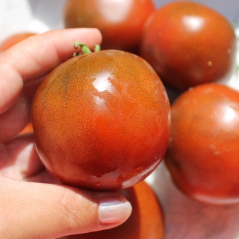 Tomate Schwarze Swetlana (Samen)