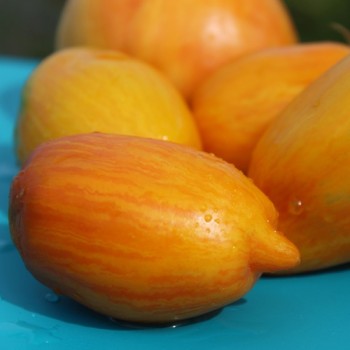 Tomate Yellow Fire (Samen)