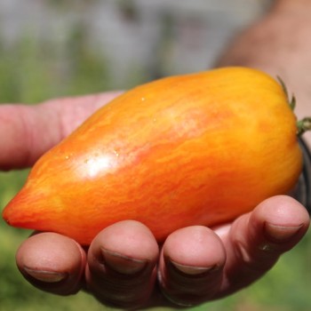 Tomate Yellow Fire (Samen)