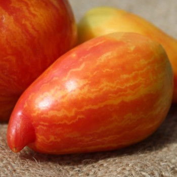 Tomate Yellow Fire (Samen)