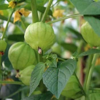 Tomatillo Amarylla (Samen)