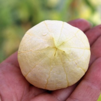 Tomatillo Amarylla (Samen)