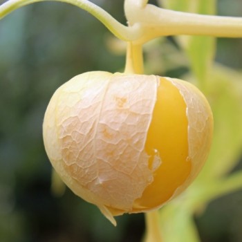 Tomatillo Amarylla (Samen)