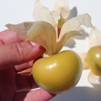 Tomatillo Amarylla (Samen)
