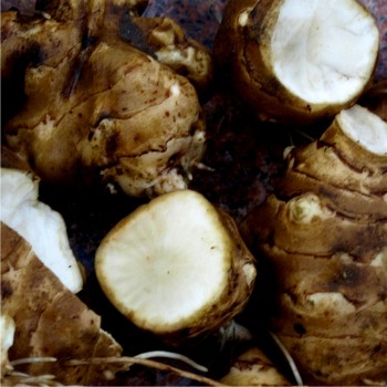 Topinambur Bianca