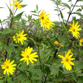 Topinambur Bianca (Pflanze)