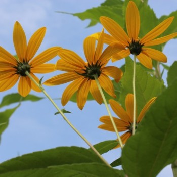 Topinambur Bianca (Pflanze)