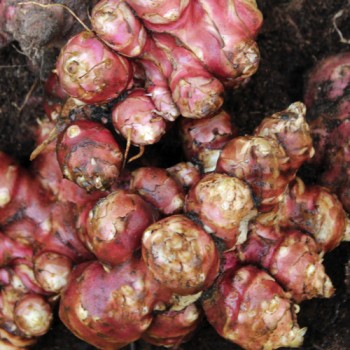 Topinambur Gigante (Pflanze)