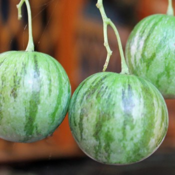 Tzimbalo (Samen)