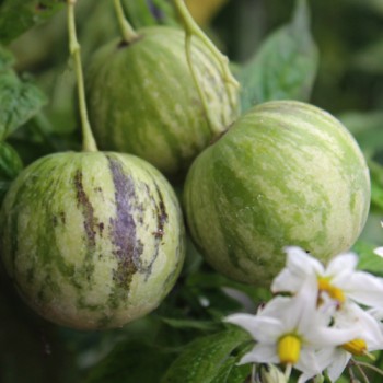Tzimbalo (Samen)