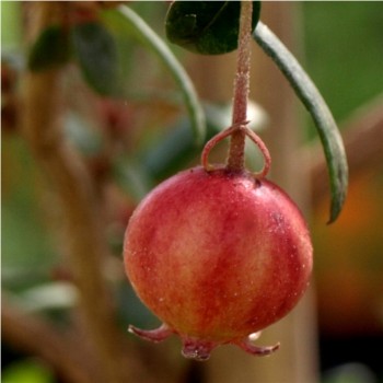 Ugni - Chilenische Guave