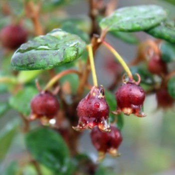 Ugni - Chilenische Guave (Pflanze)