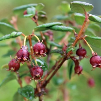 Ugni - Chilenische Guave (Pflanze)