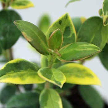 Ugni Variegata (Pflanze)