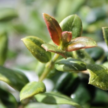 Ugni Variegata (Pflanze)