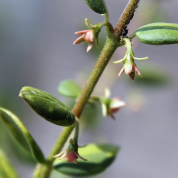 Ugni Variegata (Pflanze)