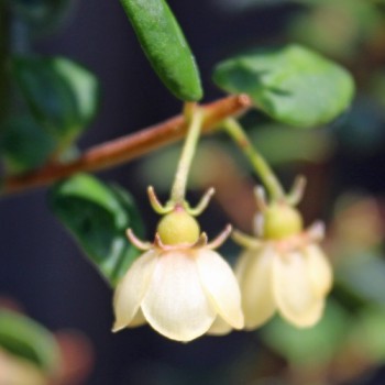 Ugni Variegata (Pflanze)