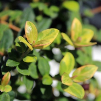 Ugni Variegata (Pflanze)