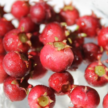Ugni Villarica Strawberry (Pflanze)