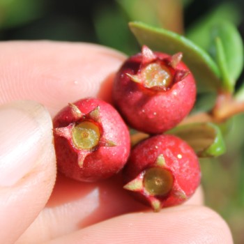 Ugni Villarica Strawberry (Pflanze)