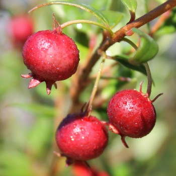 Ugni Villarica Strawberry (Pflanze)