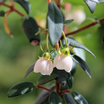 Ugni Villarica Strawberry (Pflanze)