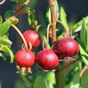 Ugni Villarica Strawberry (Pflanze)
