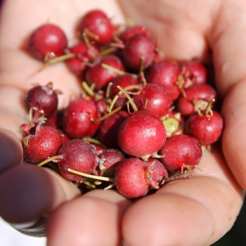 Ugni Villarica Strawberry (Pflanze)