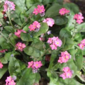 Vergissmeinnicht Victoria Rose (Samen)
