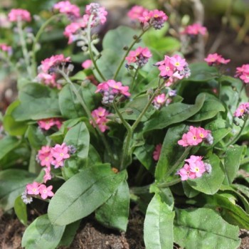 Vergissmeinnicht Victoria Rose (Samen)