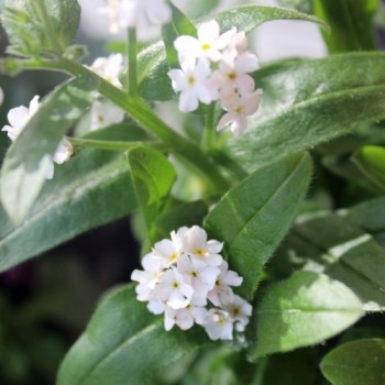 Vergissmeinnicht White (Samen)
