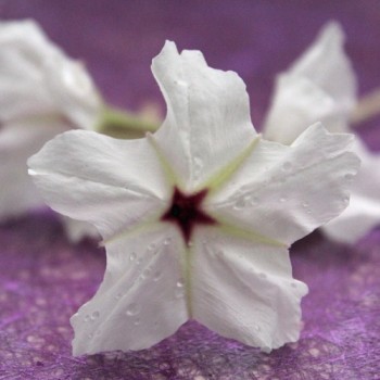 Vier-Uhr-Blume (Samen)