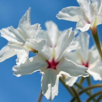 Vier-Uhr-Blume (Samen)