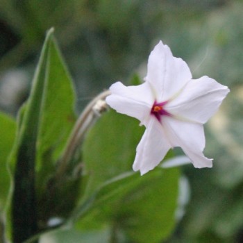 Vier-Uhr-Blume (Samen)
