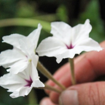 Vier-Uhr-Blume (Samen)