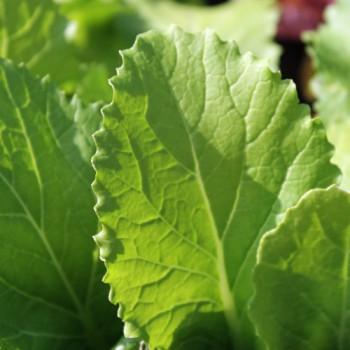 Wa Wa Gai Choi (Samen)